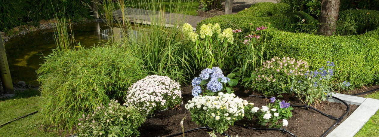 Garten, Natur, Kräuter, Hinterhof, Vegetation