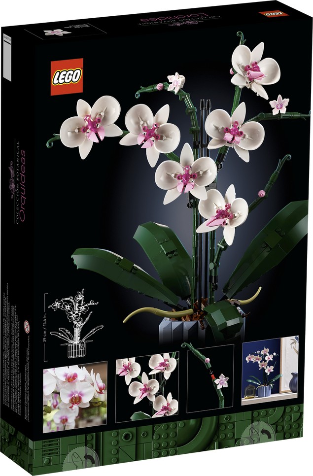 Orchidee